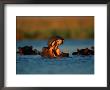 Hippopotamuses Swimming by Beverly Joubert Limited Edition Print