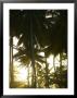 Afternoon Sunlight Through Palm Trees by Skip Brown Limited Edition Print