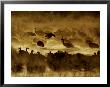 Flock Of Snow Geese And Sandhill Cranes In Water And Ground Fog by Arthur Morris Limited Edition Print