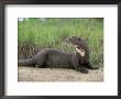 Giant Otter, Guyana by Pete Oxford Limited Edition Pricing Art Print