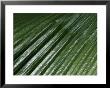 Johannesteijsmannia Altifrons (Palm) Close-Up Of Foliage by Michele Lamontagne Limited Edition Print