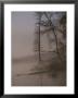 Scenic View Of Trees On The Bank Of The Tennessee River by Sam Abell Limited Edition Print