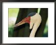 Close View Of A Wattled Crane by Vlad Kharitonov Limited Edition Pricing Art Print