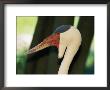 Close View Of A Wattled Crane by Vlad Kharitonov Limited Edition Print