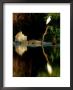Morelets Crocodile, Sunning, Mexico by Patricio Robles Gil Limited Edition Print