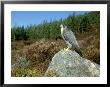 Peregrine Falcon, Strathspey, Uk by Mark Hamblin Limited Edition Print