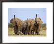 African Elephants, Using Trunks To Scent For Danger, Etosha National Park, Namibia by Tony Heald Limited Edition Print