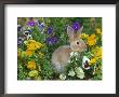 Mini Rex Rabbit, Amongst Pansies, Usa by Lynn M. Stone Limited Edition Pricing Art Print