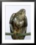 Buzzard, Uk by Les Stocker Limited Edition Print