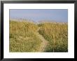 Path Through The Dunes by Stephen St. John Limited Edition Pricing Art Print