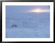 A Polar Bear Tests The Strength Of Ice With Its Paws by Paul Nicklen Limited Edition Print