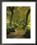 Willow Trees By Forest Stream, New Forest, Hampshire, England, Uk, Europe by Dominic Webster Limited Edition Print