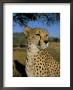 Cheetah (Acinonyx Jubatus) In Captivity, Namibia, Africa by Steve & Ann Toon Limited Edition Print