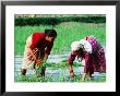Two Newari Women Planting Rice In Paddy, Kathmandu, Bagmati, Nepal by Oliver Strewe Limited Edition Pricing Art Print