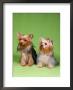 Dogs, Two Yorkshire Terriers by Reinhard Limited Edition Pricing Art Print
