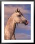 Close-Up Of White Horse With Sky In Background by Jim Oltersdorf Limited Edition Print
