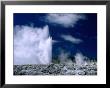 Prince Of Wales Feather Geyser At Whakarewarewa Thermal Reserve, Rotorua, New Zealand by Johnson Dennis Limited Edition Print