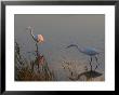 Great Egrets Hunting For Fish, Bombay Hook, Delaware by George Grall Limited Edition Print