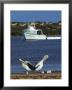 Pelicans And Seagulls With Boat, Eyre Peninsula, Baird Bay, South Australia by Michael Gebicki Limited Edition Print