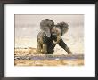 African Elephant Calf On Knees By Water, Kaokoland, Namibia by Tony Heald Limited Edition Pricing Art Print