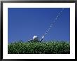 Golf Club Lined Up With Golf Ball On Tee by Mitch Diamond Limited Edition Print