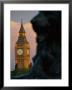 Big Ben And Lion Statue On Trafalgar Square, London, England by Lee Frost Limited Edition Print