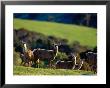 Deer Farm, Banks Peninsula, Canterbury, New Zealand by Paul Kennedy Limited Edition Print