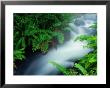 Stream In Topiary Garden In Front Of The Town Church, Zarcero, Costa Rica by Alfredo Maiquez Limited Edition Print