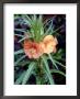 Oenothera Versicolor Sunset Boulevard (Evening Primrose) by Mark Bolton Limited Edition Pricing Art Print