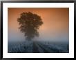 Tree In The Morning Fog, Bielefeld, Nordrhein Westfalen, Germany by Thorsten Milse Limited Edition Print