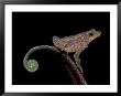 Leptodactylid Frog And Fern, Madre De Dios, Peru by Andres Morya Limited Edition Print
