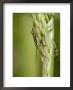 Meadow Plant Bug, Feeding On Grass Seed Head, Middlesex, Uk by Elliott Neep Limited Edition Print