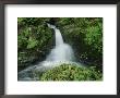 View Of A Small Waterfall Amid Lush Greenery by Raymond Gehman Limited Edition Pricing Art Print