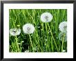 Taraxacum Officinale (Dandelion) Seedheads by Mark Bolton Limited Edition Print
