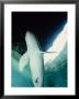 Irrawaddy Dolphin, Erection, Indonesia by Gerard Soury Limited Edition Print