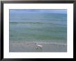 A Snowy Egret Walks Along The Beach At Sanibel Island, Florida by Joel Sartore Limited Edition Pricing Art Print