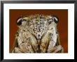 Close View Of A Cicadas Face by Darlyne A. Murawski Limited Edition Pricing Art Print