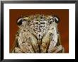 Close View Of A Cicadas Face by Darlyne A. Murawski Limited Edition Print