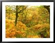 Autumn Colour In Woodland, Scotland by David Boag Limited Edition Print
