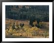 Aspen Trees And Fall Colors In Lamar Valley by Norbert Rosing Limited Edition Print