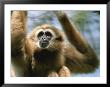 Close View Of A White-Handed Gibbon by Joel Sartore Limited Edition Print