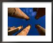 Columns At Temple Of Artemis, Jerash, Jordan by Anders Blomqvist Limited Edition Print