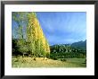 Autumn Colours (Poplars) In Sierra De Cazorla, Spain by Berndt Fischer Limited Edition Print