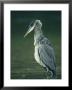 A Portrait Of A Great Blue Heron by Klaus Nigge Limited Edition Print