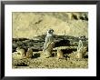 Meerkat (Suricate), Adults Watching Over Young Pups, Kalahari Gemsbok National Park by Tim Jackson Limited Edition Pricing Art Print