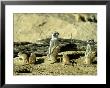 Meerkat (Suricate), Adults Watching Over Young Pups, Kalahari Gemsbok National Park by Tim Jackson Limited Edition Print