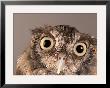 Eastern Screech Owl, Lincoln, Nebraska by Joel Sartore Limited Edition Print