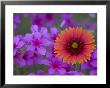 Phlox And Indian Blanket, Near Devine, Texas, Usa by Darrell Gulin Limited Edition Pricing Art Print