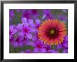 Phlox And Indian Blanket, Near Devine, Texas, Usa by Darrell Gulin Limited Edition Print