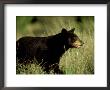 Black Bear, Single, Mexico by Patricio Robles Gil Limited Edition Pricing Art Print
